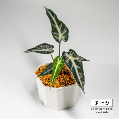 觀音葉植物|黑葉觀音蓮照顧手冊：黑葉觀音蓮風水作用、花語&生長常見問題